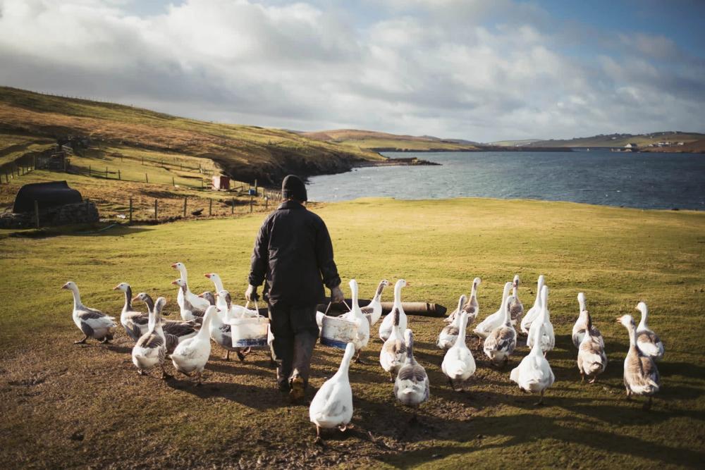 A crofter surrounded by geese