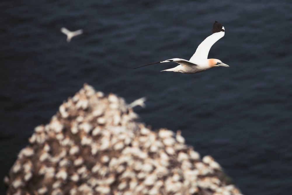 Gannet flying over the sea