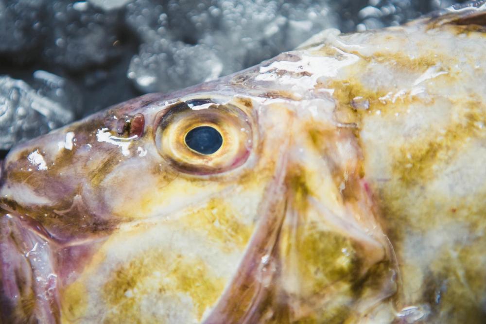 Close-up of the eye of a John Dory