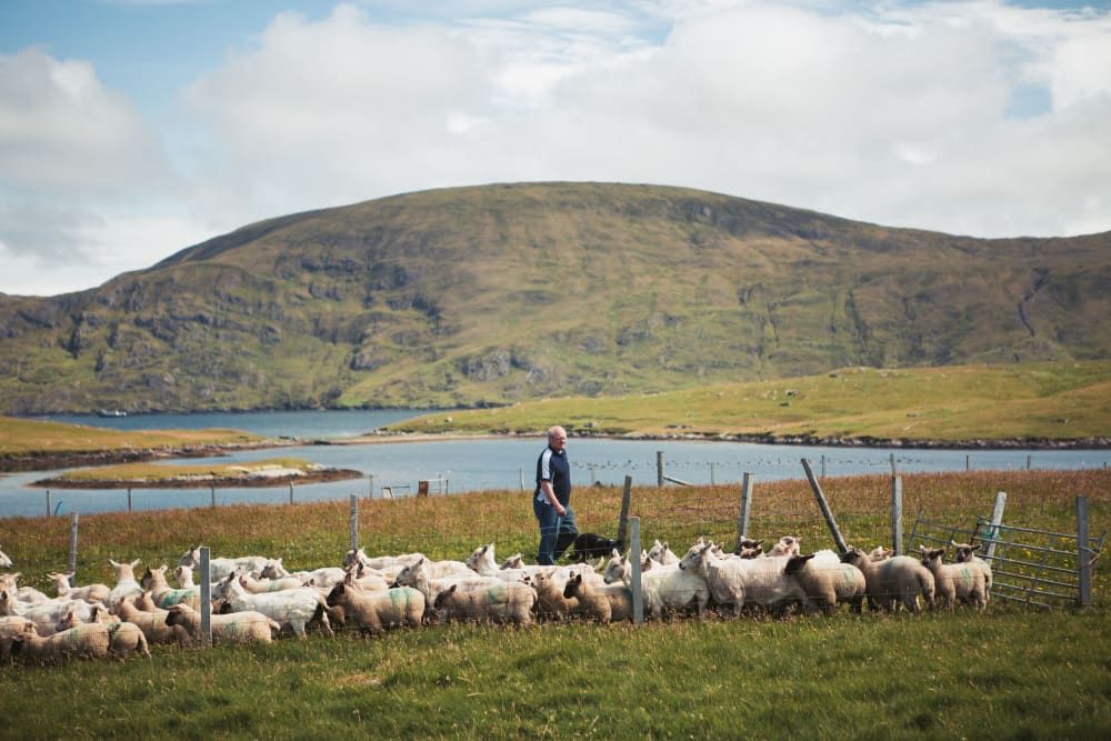 Crofter in a field with sheep