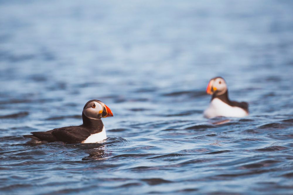 Two puffins at sea