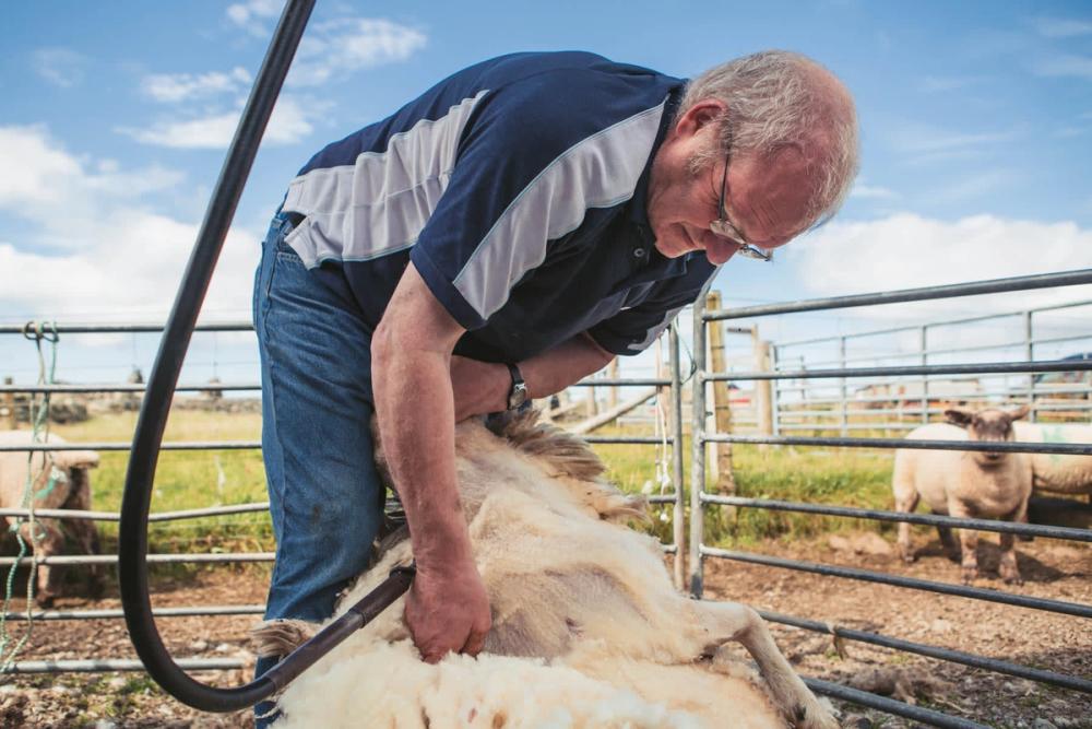 A crofter shearing sheep