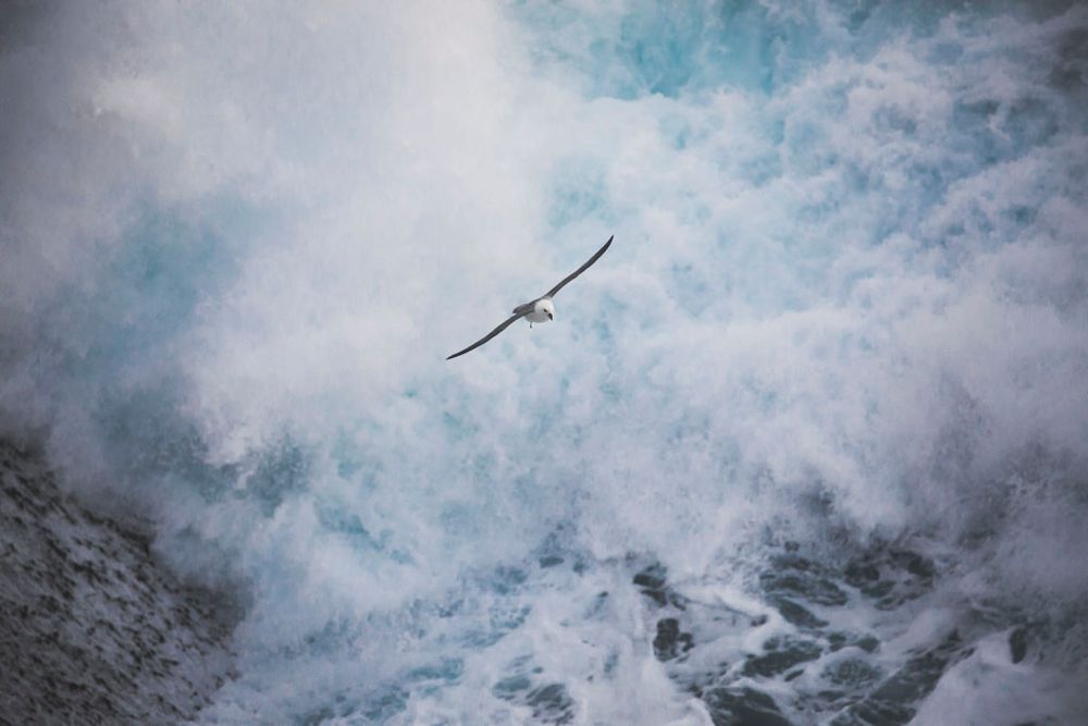 Fulmar flying over crashing waves