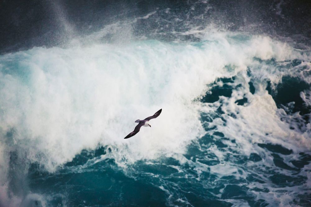 A fulmar flying above stormy seas