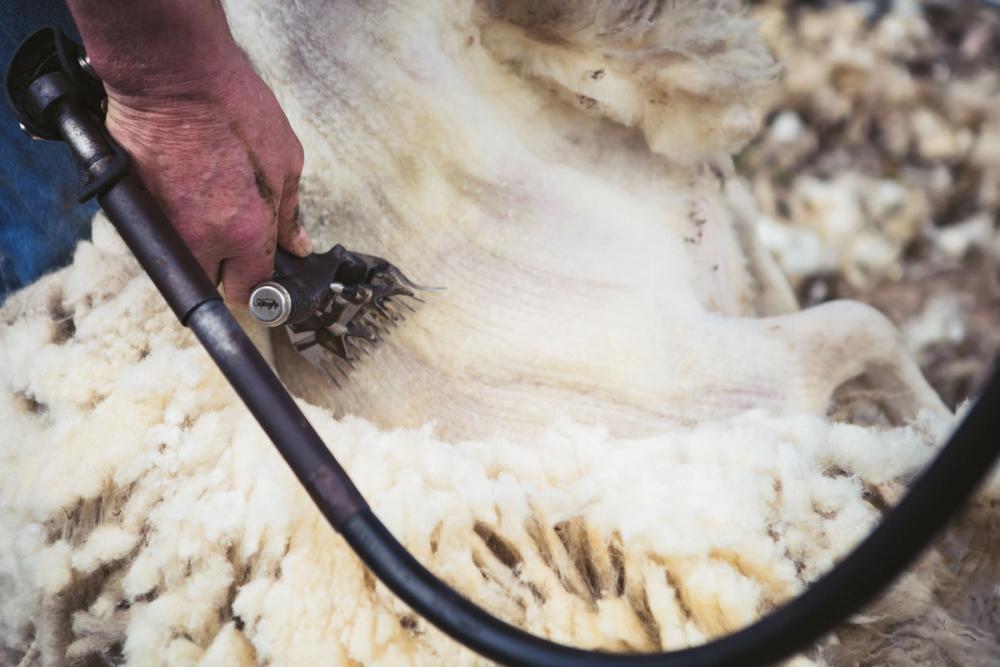 Close-up of a sheep being sheared