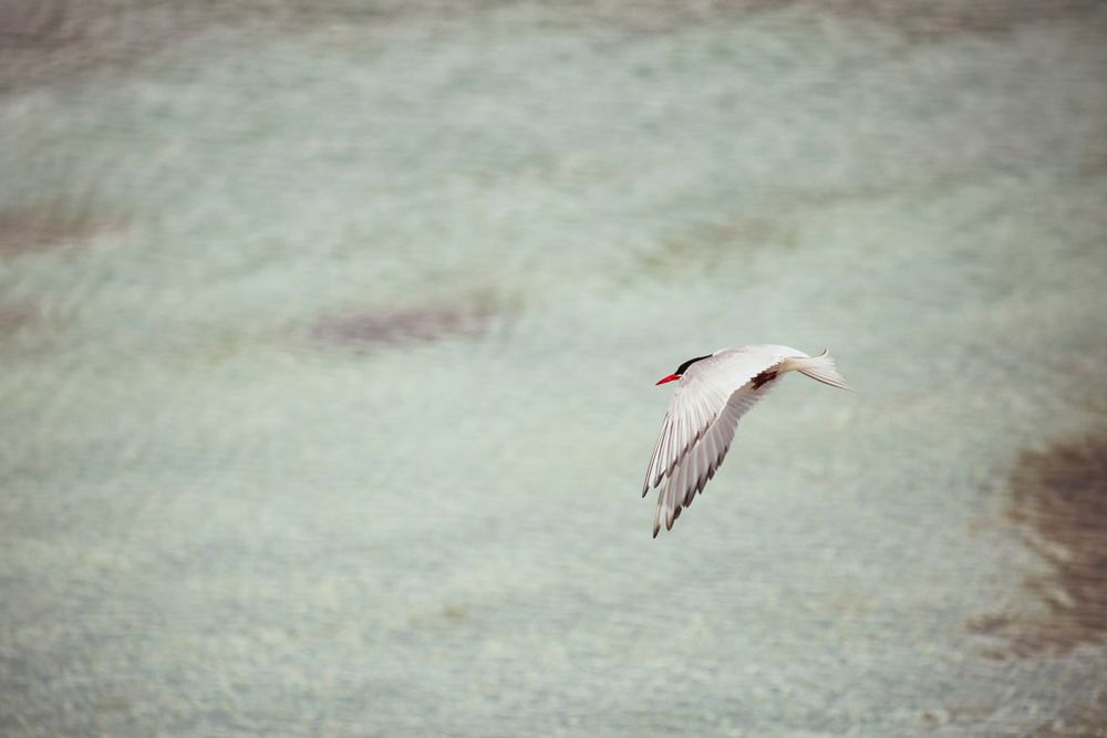 Arctic tern flying over water
