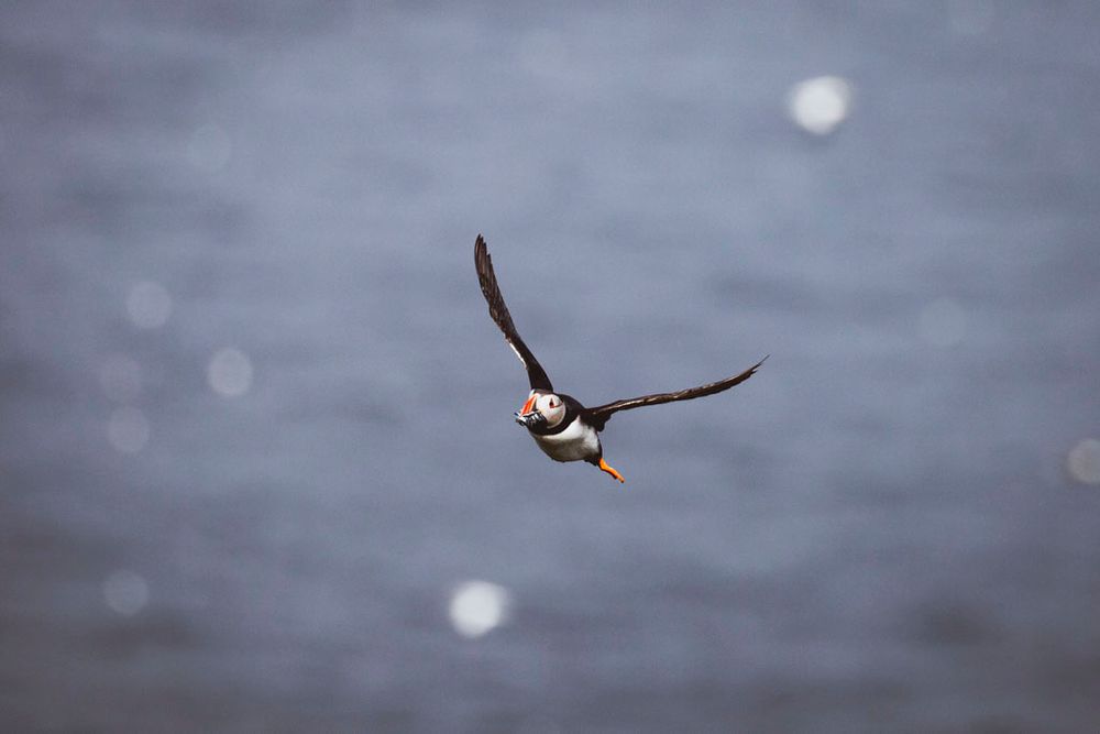 Puffin flying with fish in its beak
