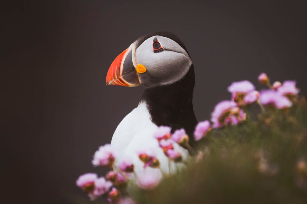Puffin and sea pinks