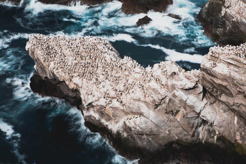 Looking down at gannets on the cliffs at Hermaness
