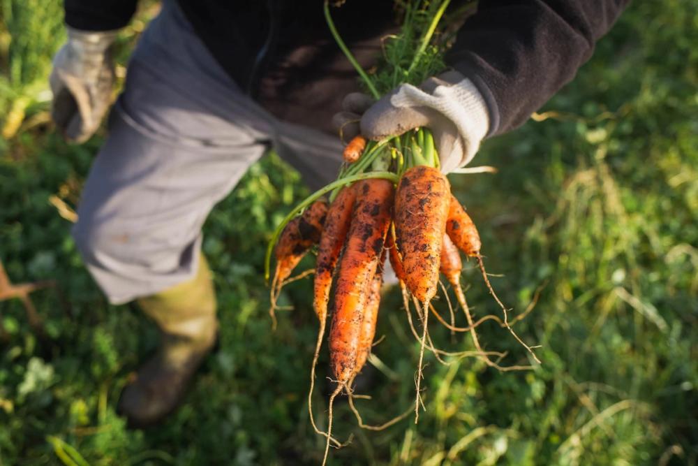 A crofter holding freshly picked carrots