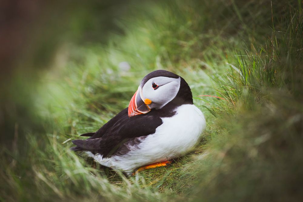A puffin sitting in the grass
