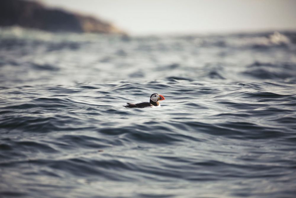 A puffin on the sea