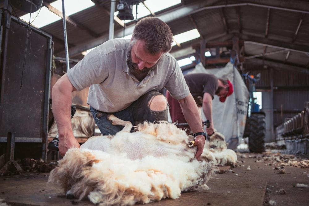 A man shearing sheep