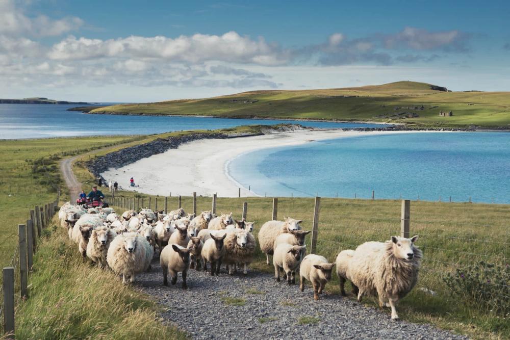 Sheep being herded along a track past the beach