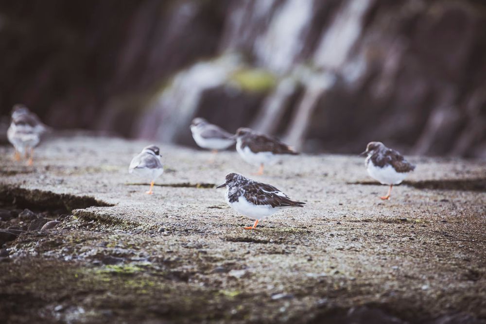 Small birds on a pier