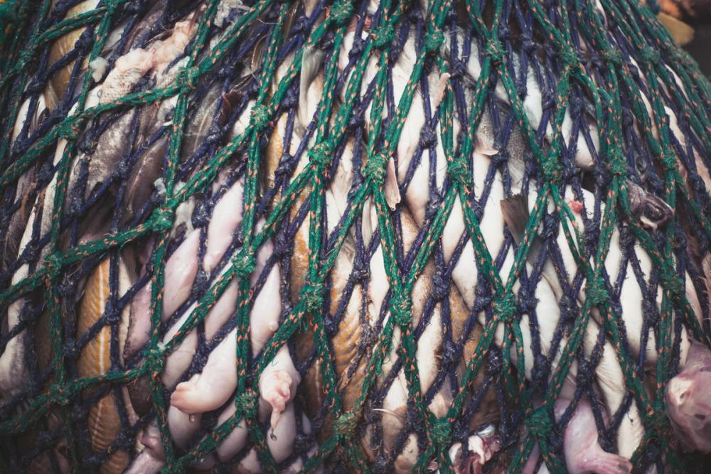 Fish in the cod-end of the net