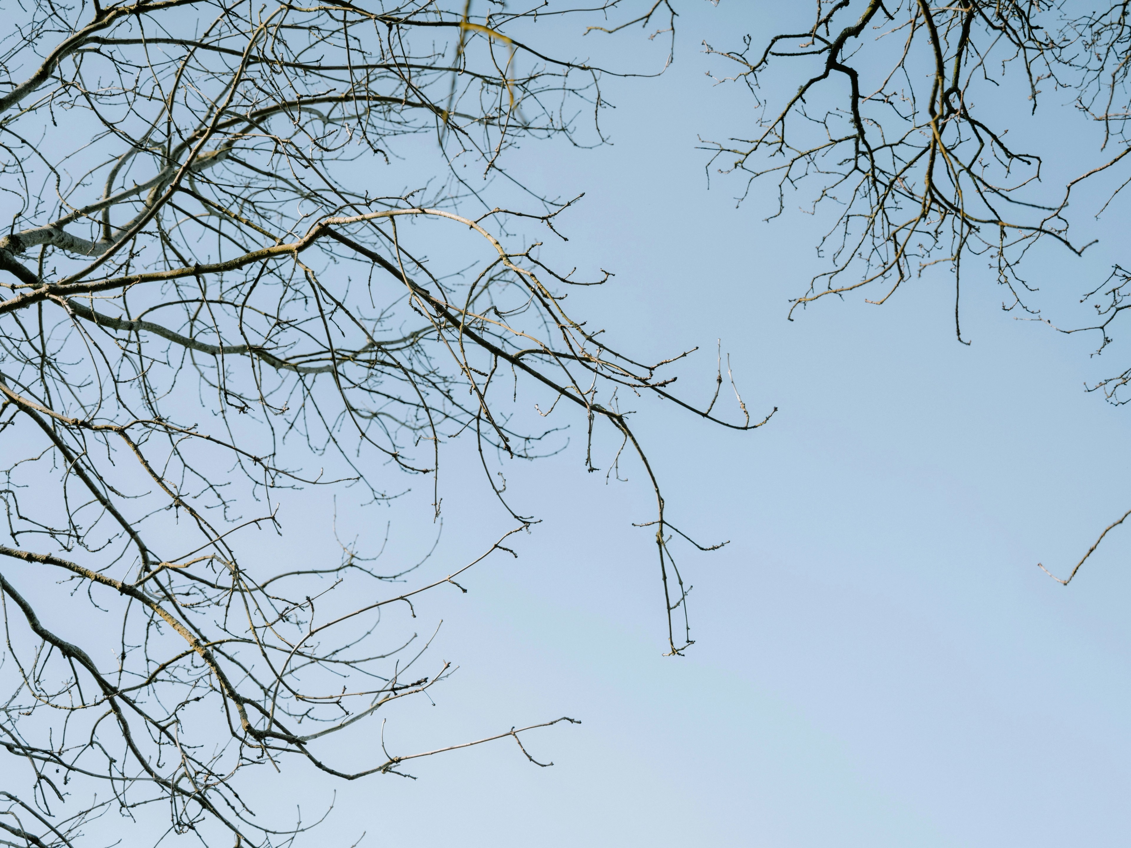 branches Graph neural networks cover image