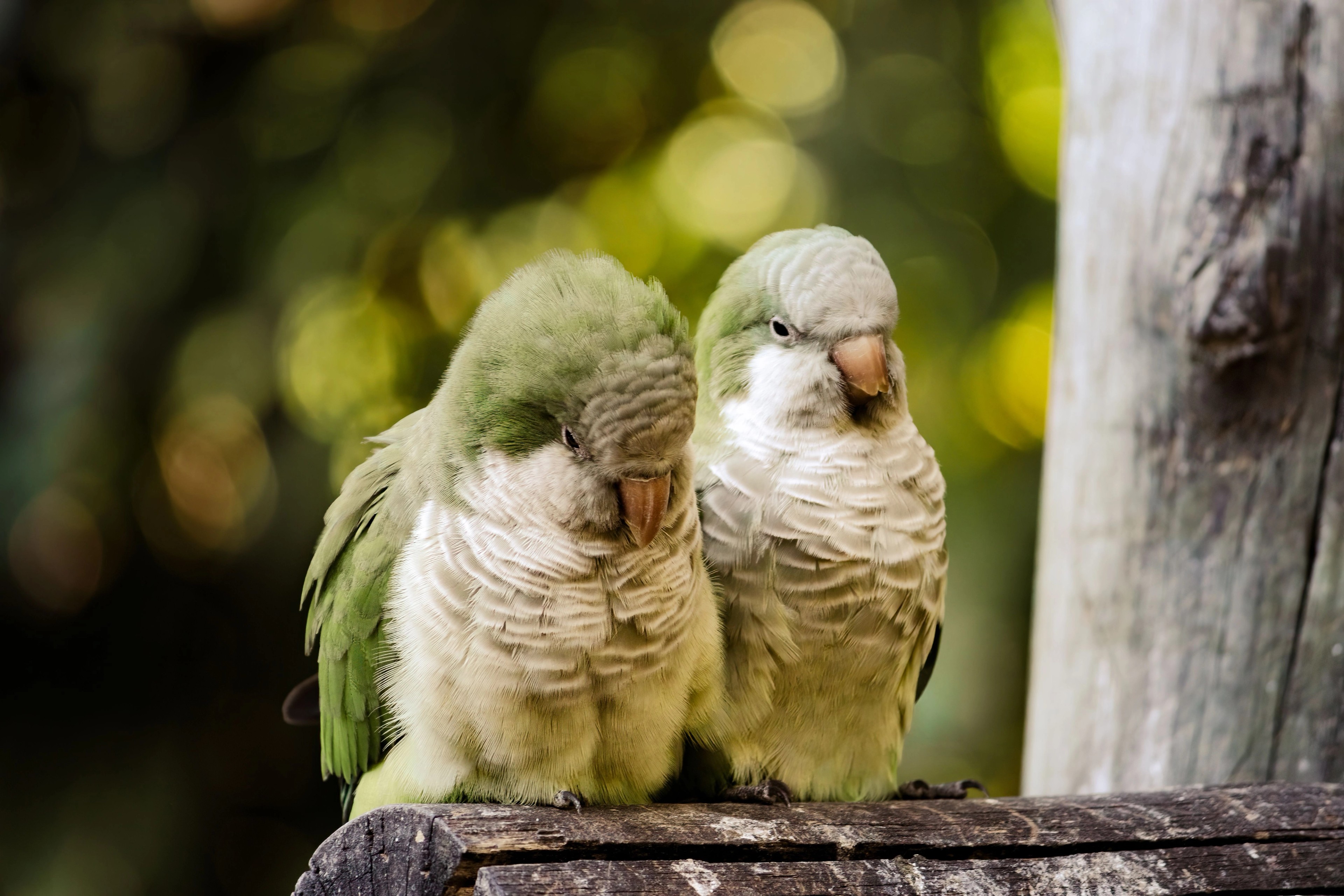 Two small green monk parakeets perched side by side on a weathered wooden beam