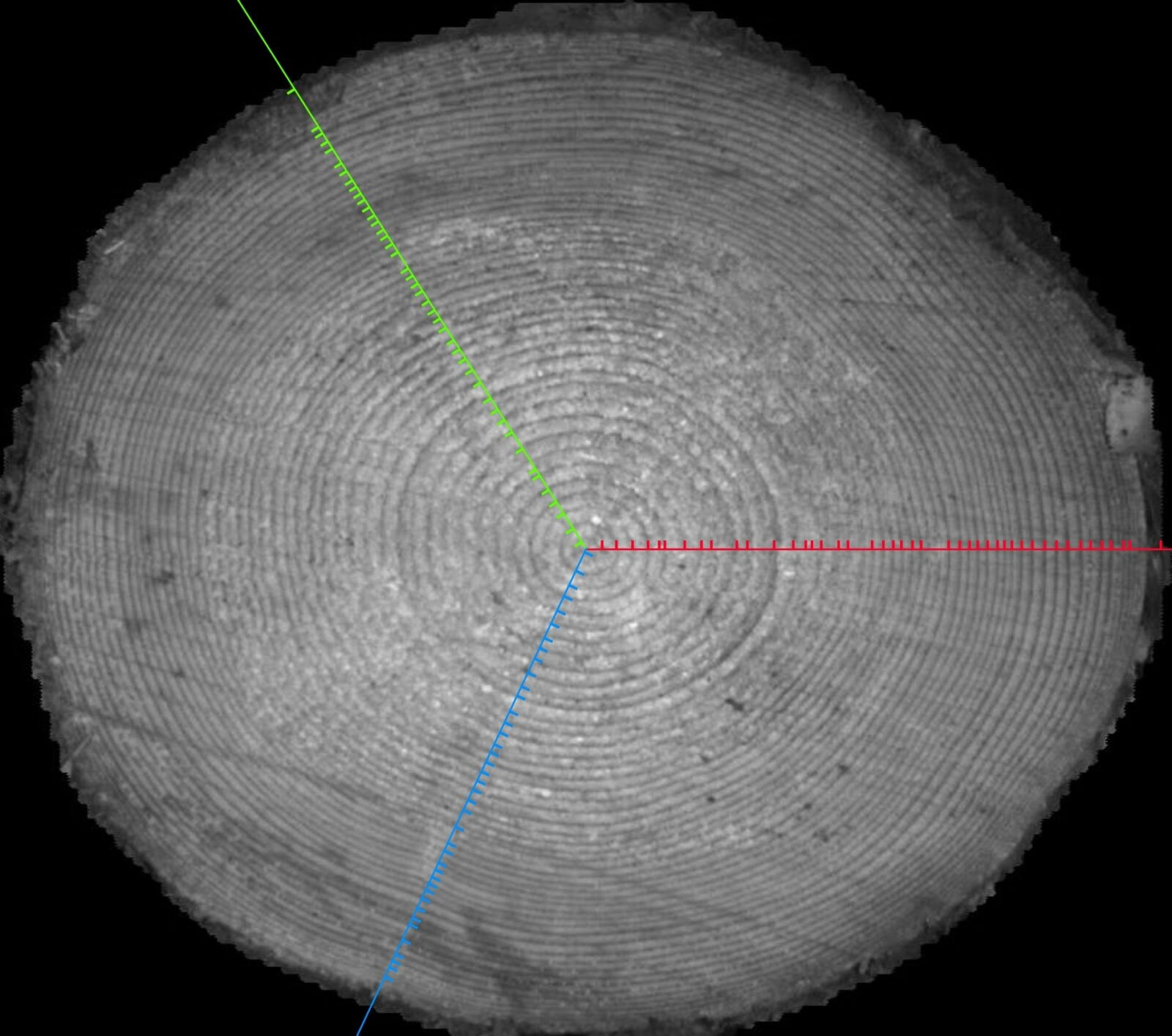tree rings AI