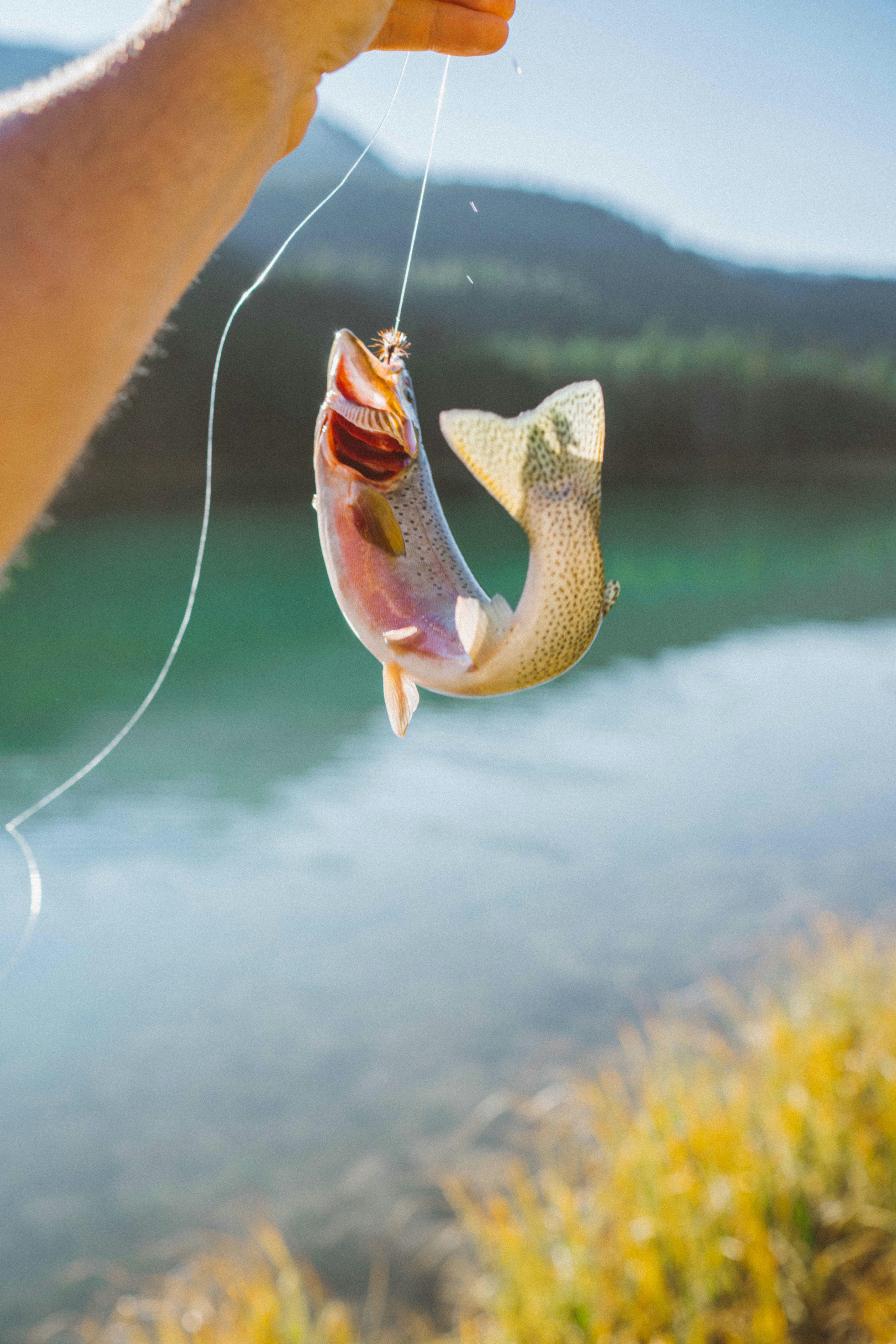 fish Forecasting the success of fishing trips 