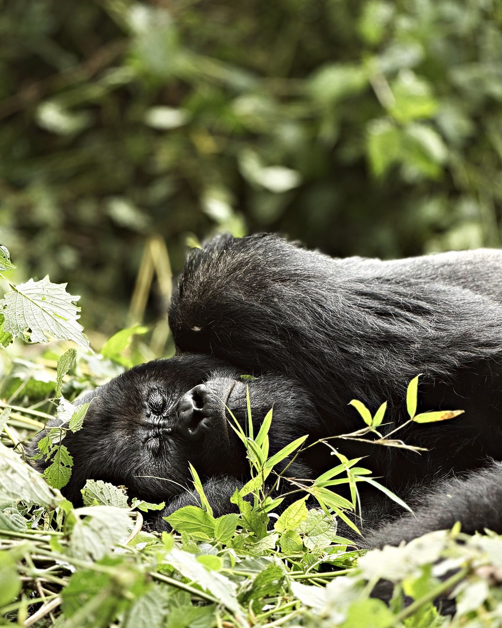 Silverback Lisanga
