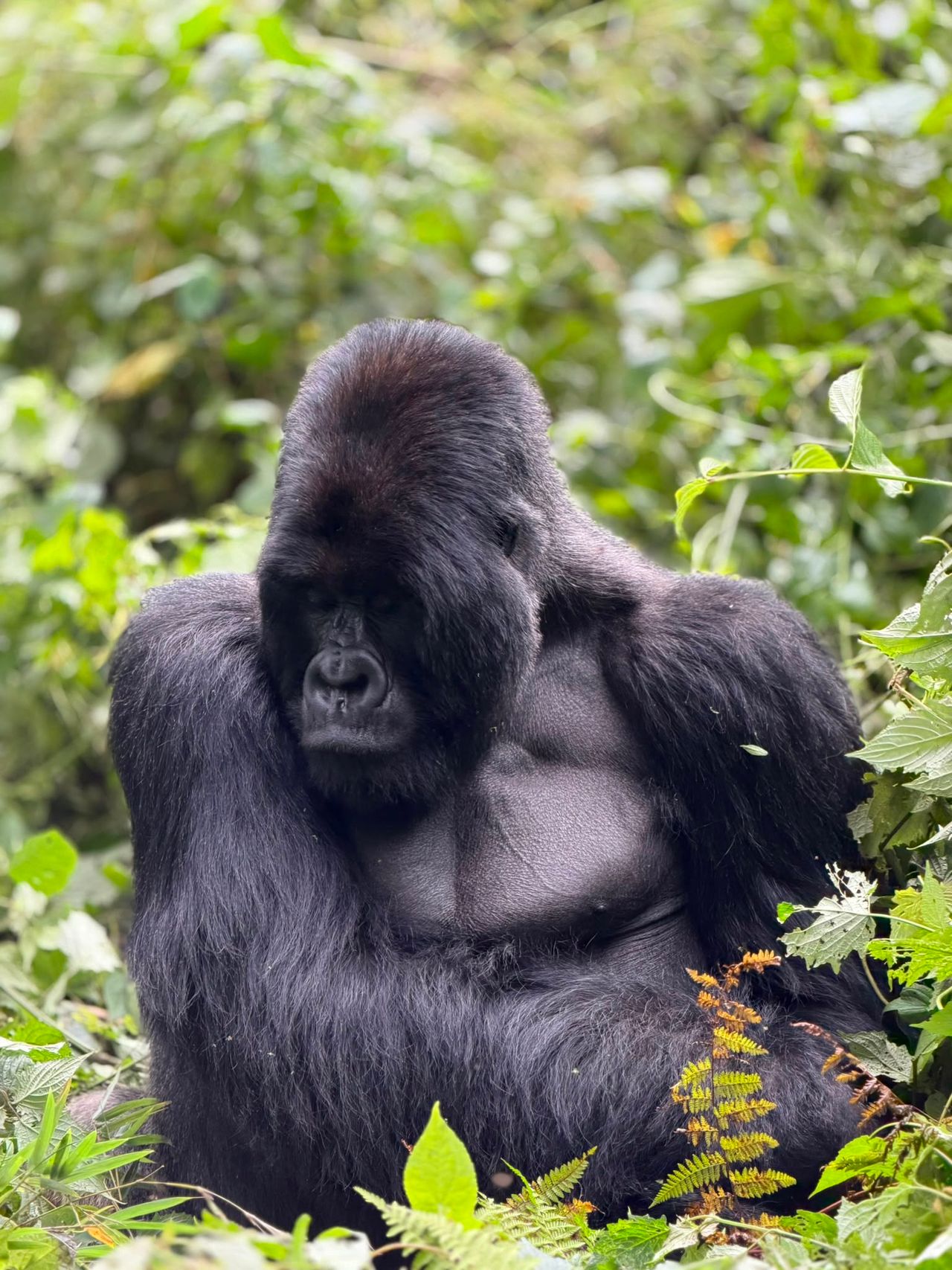 A Gorilla in the One&Only resort in Rwanda