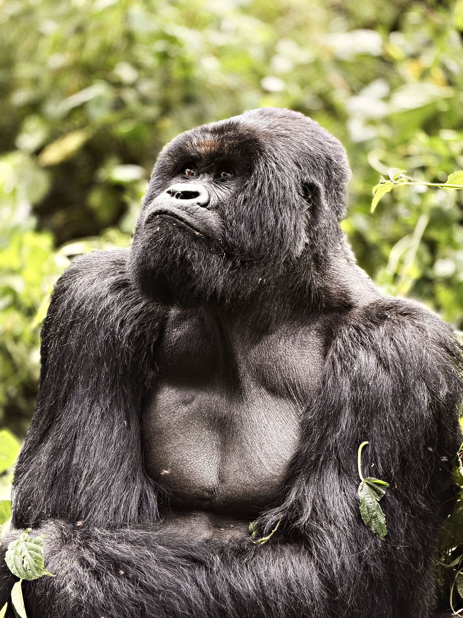 A Gorilla in Rwanda