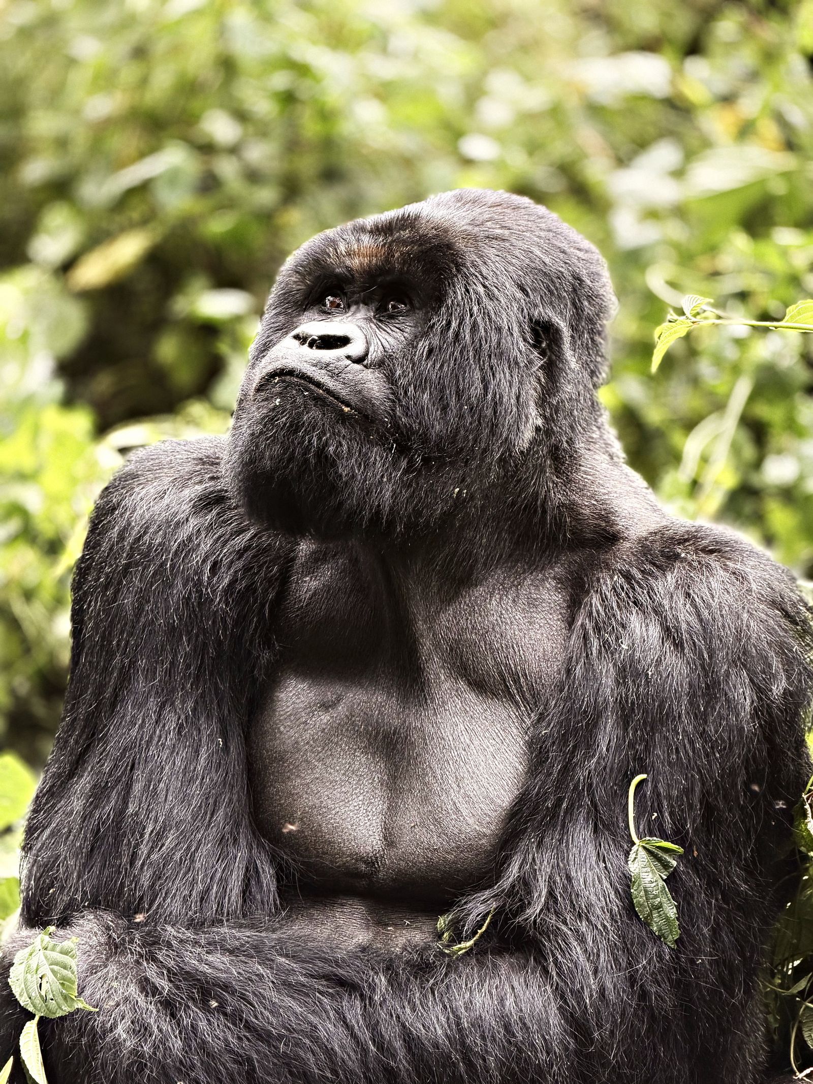 A Gorilla in Rwanda