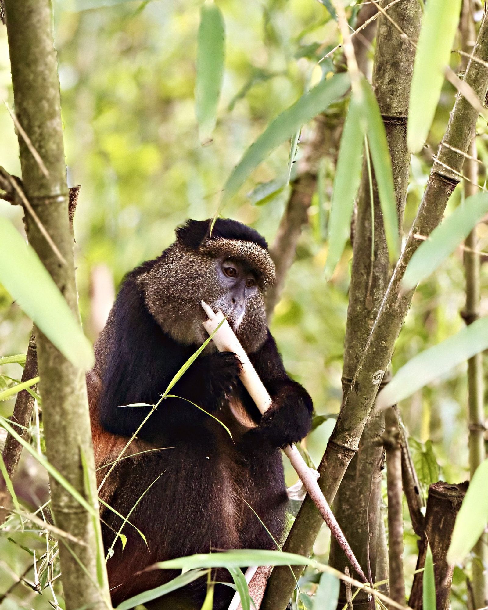 Golden Monkey 