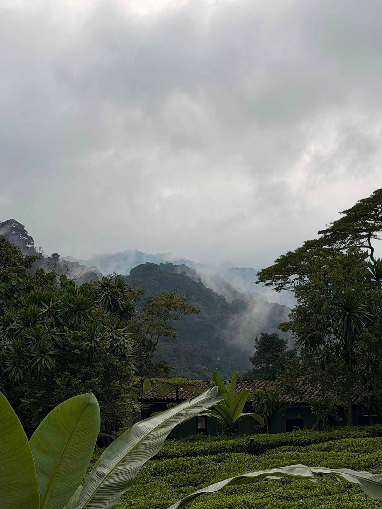 Mist drifting over the high-altitude rainforest canopy of Rwanda
