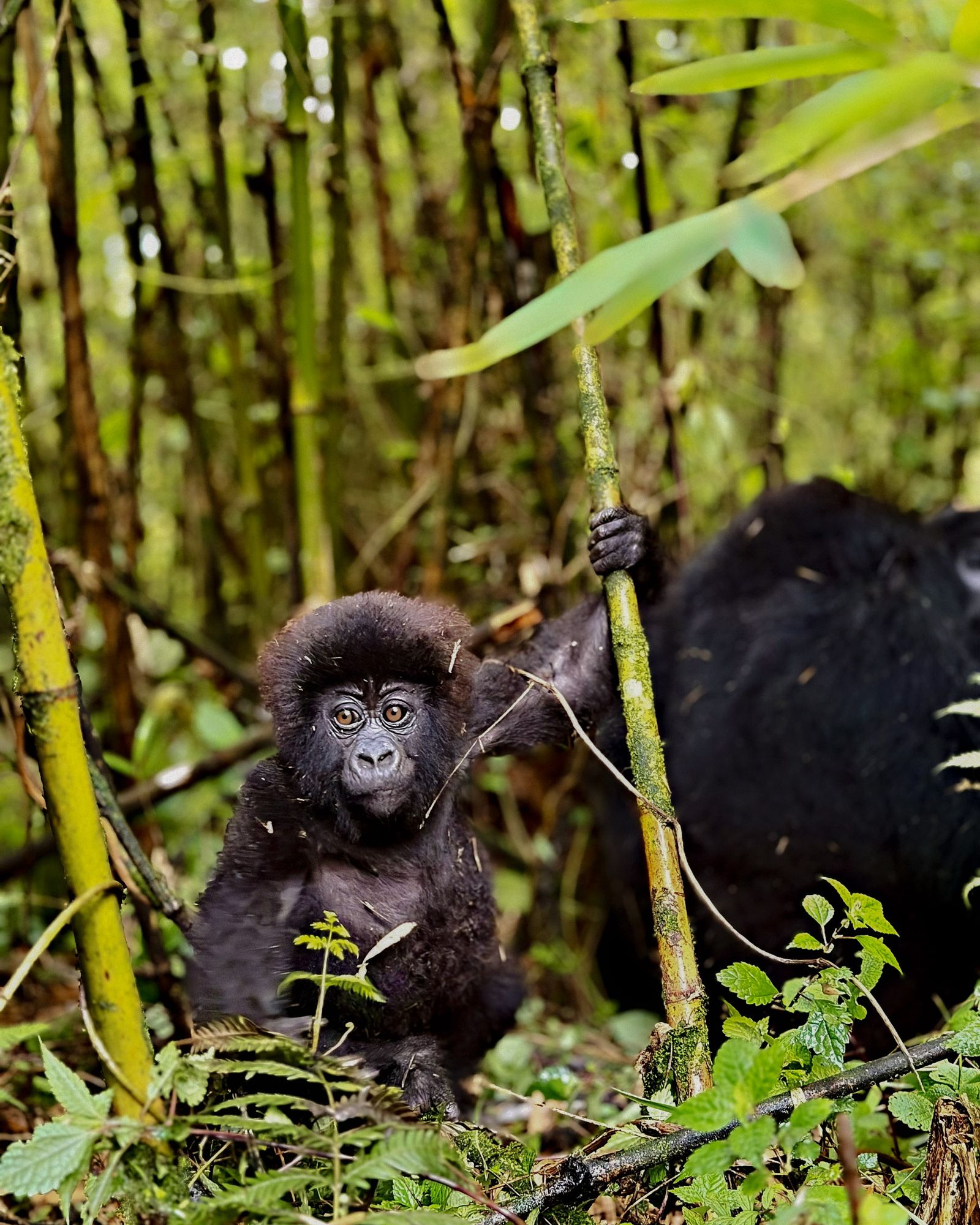Young Gorilla