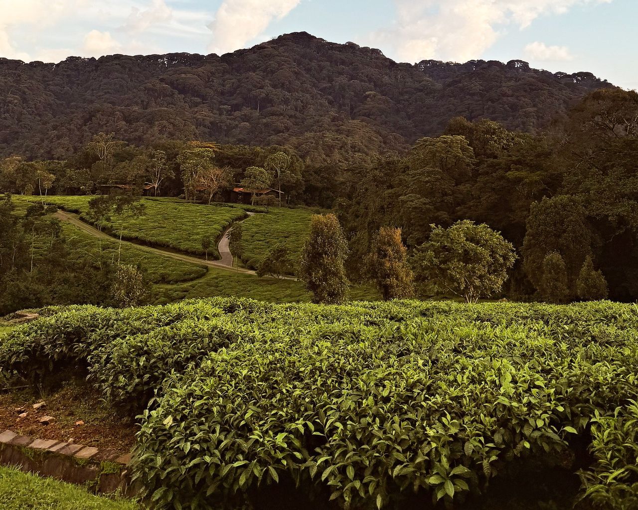 Surroundings of Nyungwe House