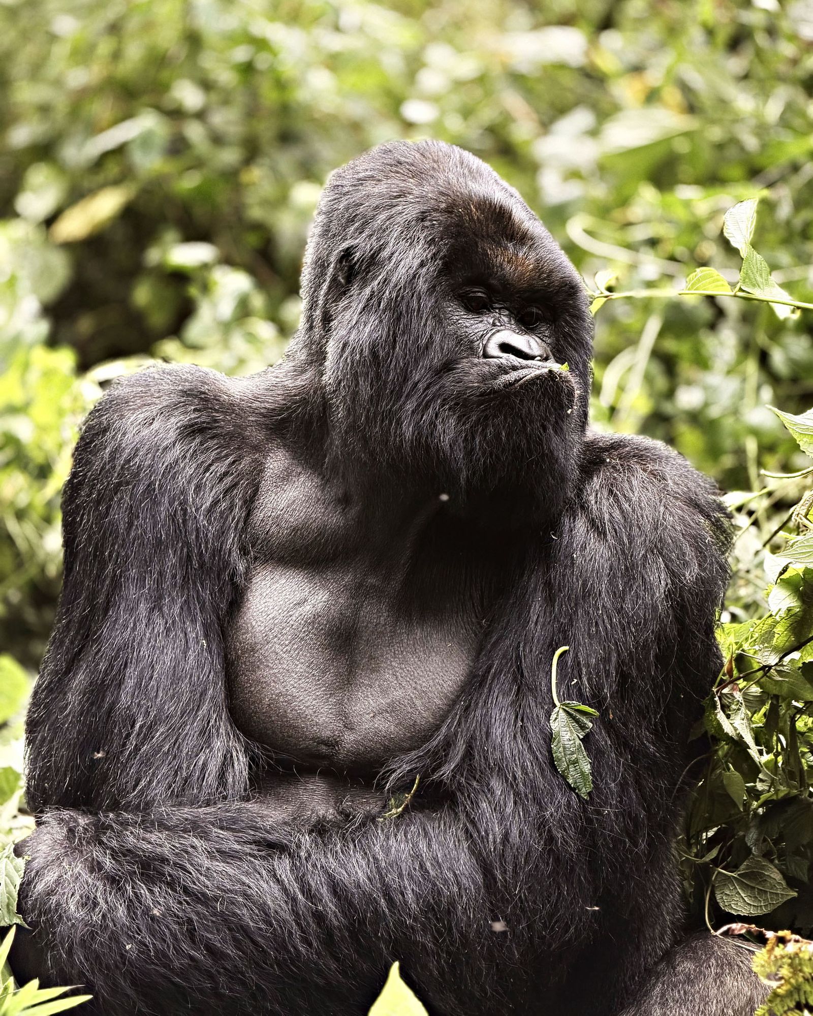 Silverback Lisanga
