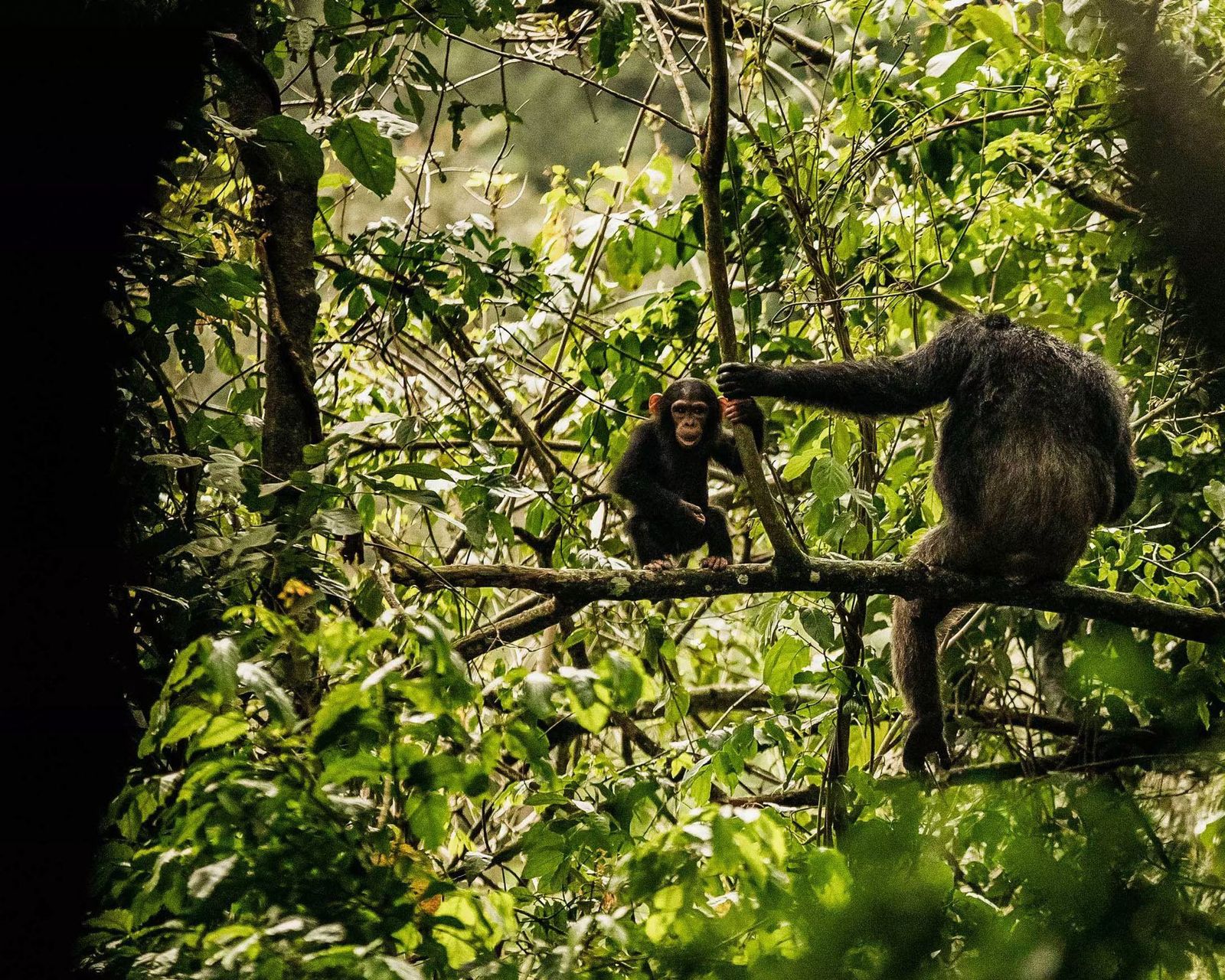 Nyungwe Forest 