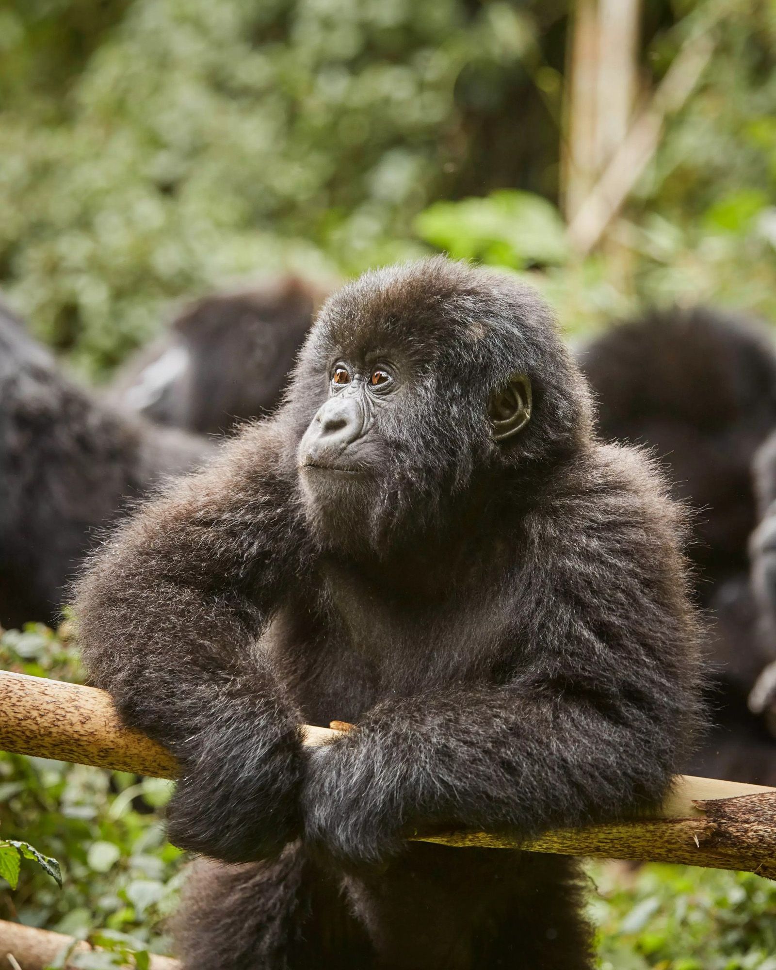 Young Gorilla