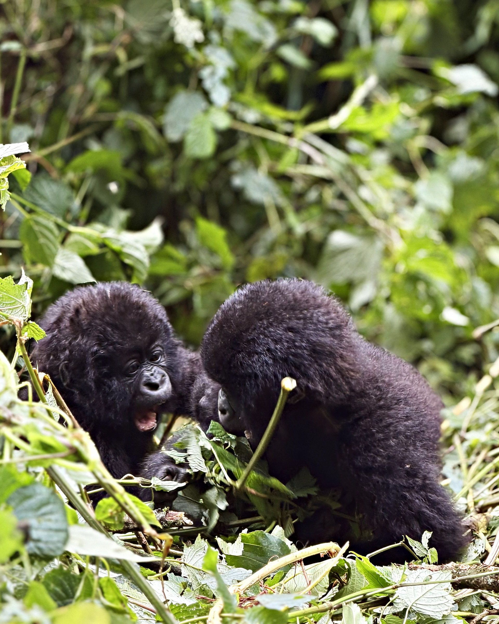 Playful young Gorillas 