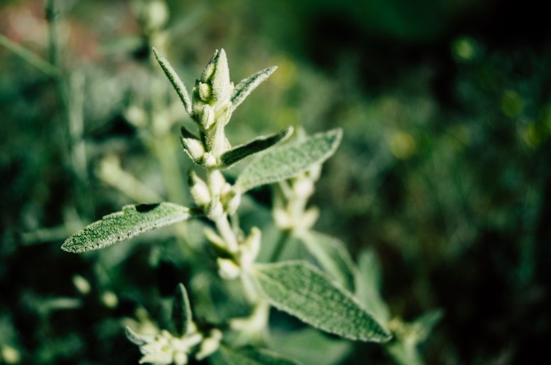 Plant Medicine Guide: Uses, Evidence, and Finding a Qualified Practitioner — holistic health