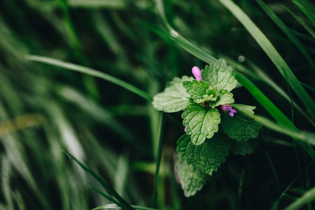 Plant Medicine: A Practitioner's Guide to Herbal Support for Anxiety, Sleep & Emotional Resilience — holistic health