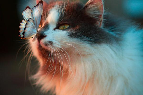 The Healing Power of Animal Therapy: Reducing Stress and Enhancing Mental Health