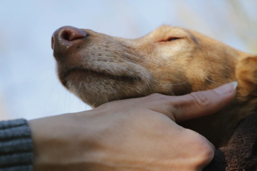 Animal Reiki Research Review: What the Evidence Actually Shows — holistic health