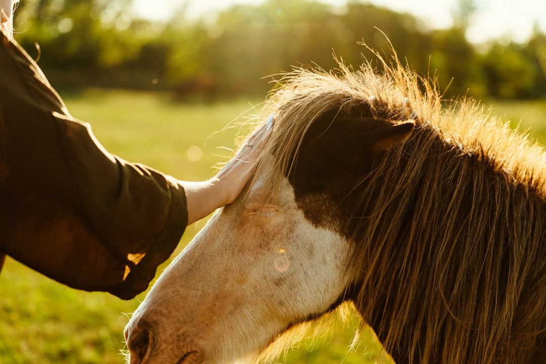 Equine Assisted Therapy Research: What the Evidence Shows — holistic health