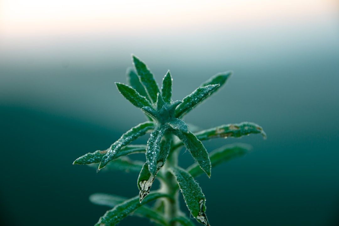 Plant Medicine Research: Evidence, Applications, and Current Limitations — holistic health