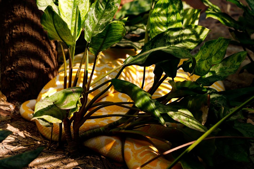 What Does an Ayahuasca Ceremony Feel Like? A First-Person Experience — holistic health