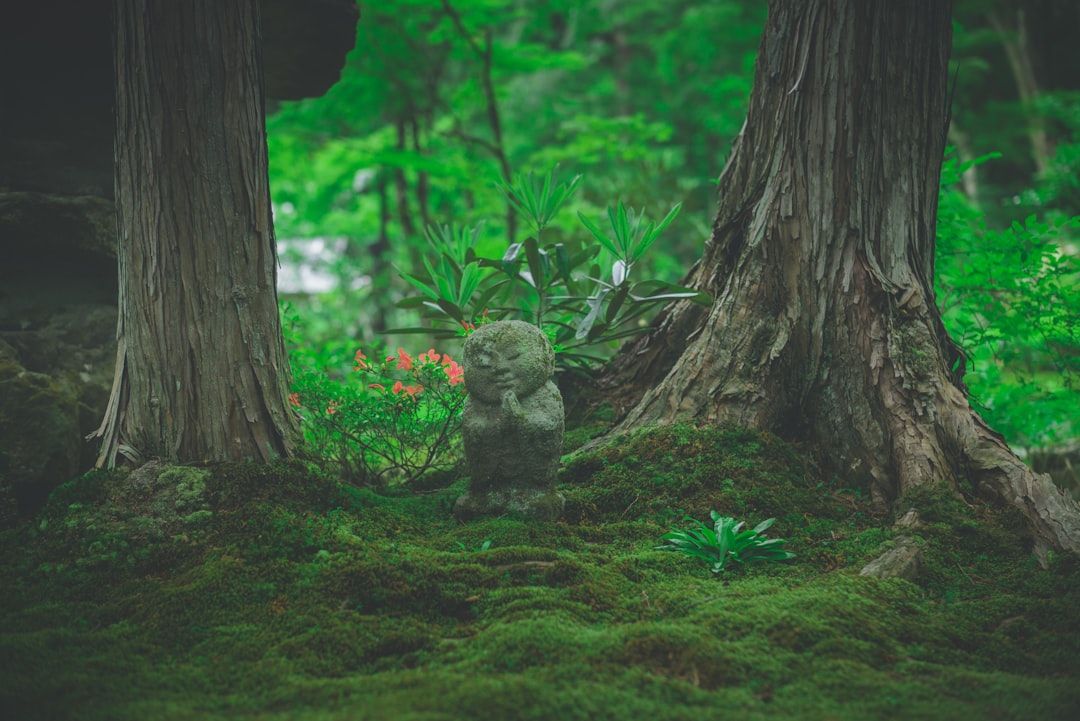 Plant Spirit Medicine Research: Evidence, Uses, and What Science Shows — holistic health