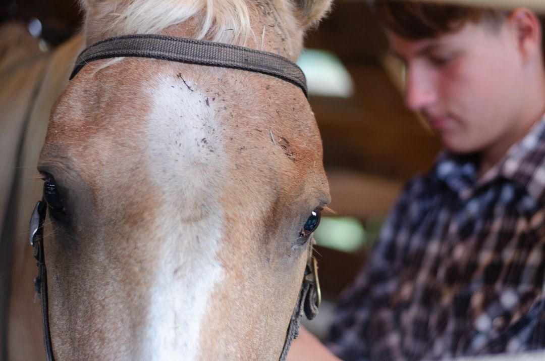 Equine Kinesiology Taping: Supporting Horse Performance Through Therapeutic Taping — holistic health