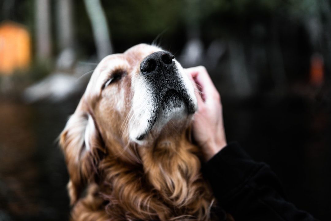 Animal Reiki: Energy Healing for Anxious Pets and Rescued Animals — holistic health