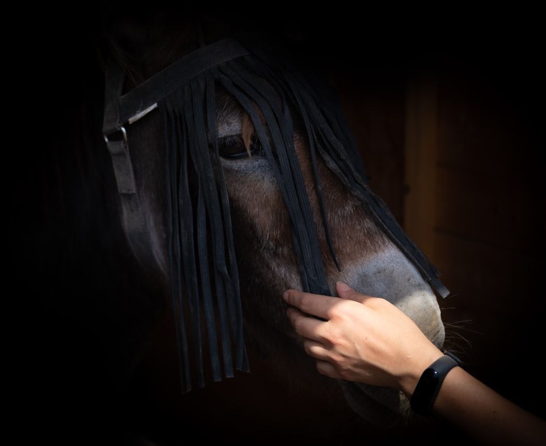 Equine Kinesiology Taping Research: What the Evidence Shows for Horse Performance and Recovery — holistic health