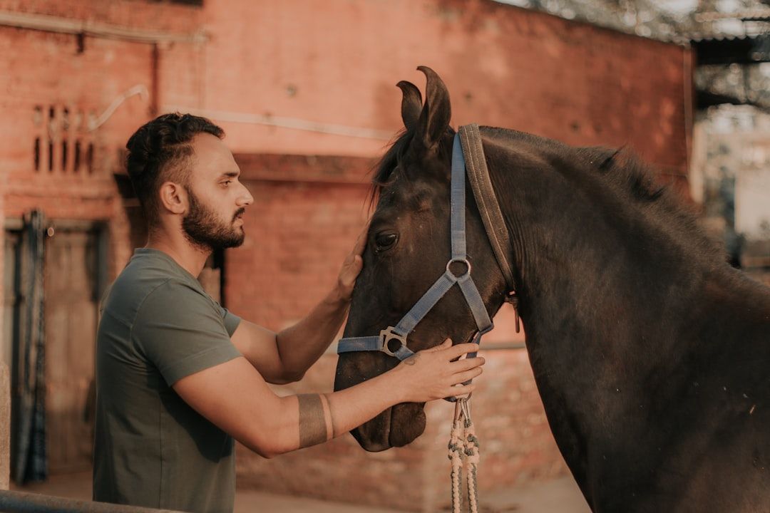 What Happens During an Equine Kinesiology Taping Session — holistic health