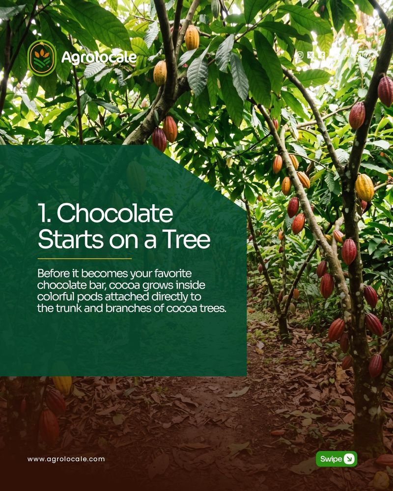 Cocoa plantation