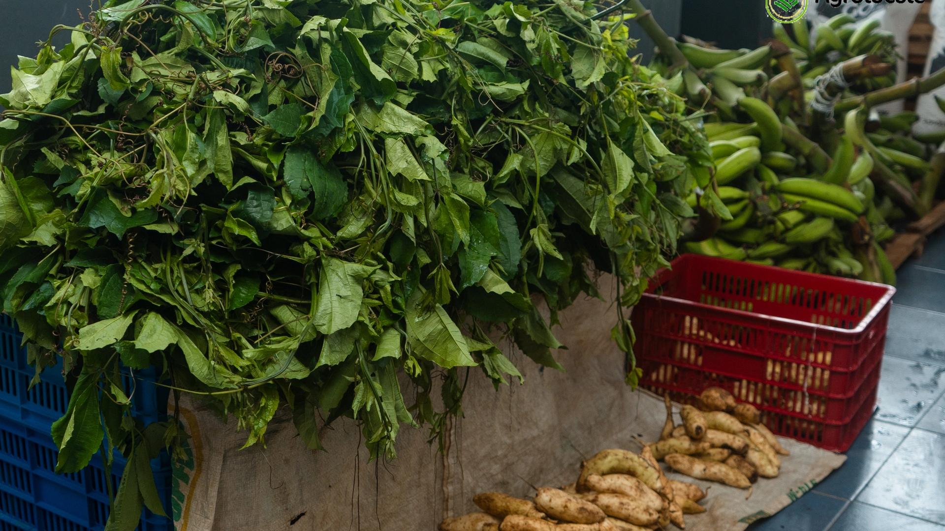 How To Plant And Preserve Sweet Potatoes As A Beginner 